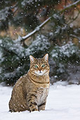 CAT 02 KH0360 01
Obese Tabby Cat Walking Through Snow