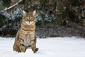 CAT 02 KH0362 01
Tabby Cat Sitting In Snow