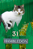 CAT 02 KH0420 01
Portrait Of White And Tabby Cat Walking Along Green Picket Fence