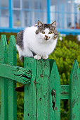 CAT 02 KH0421 01
Portrait Of White And Tabby Cat Walking Along Green Picket Fence