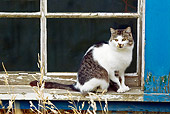 CAT 02 KH0423 01
White And Tabby Cat Sitting On Windowsill Of Old Blue House