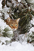 CAT 02 KH0424 01
Tabby Cat Hiding In Snowy Pine Needles