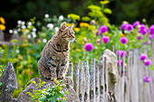 CAT 02 KH0427 01
Tabby Cat Sitting On Sandstone In Late Summer Garden