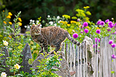 CAT 02 KH0428 01
Tabby Cat Standing On Sandstone In Late Summer Garden