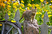 CAT 02 KH0429 01
Tabby Cat Standing On Sandstone In Late Summer Garden