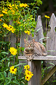 CAT 02 KH0430 01
Torbie Cat Laying On Wooden Fence In Late Summer Garden
