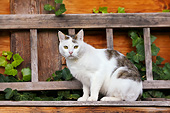 CAT 02 KH0431 01
Tabby And White Cat Sitting Against Barn Wall