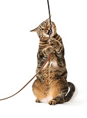 CAT 02 MQ0018 01
Tabby Cat Chewing On Leather Leash On White Seamless