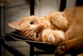 CAT 02 MQ0019 01
Close-Up Of Cat Laying In Hammock