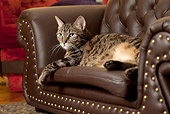 CAT 02 MQ0020 01
Tabby Cat Laying On Leather Chair