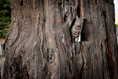 CAT 02 MQ0021 01
Tabby Cat Sitting In Drive-Thru Redwood Tree