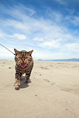 CAT 02 MQ0022 01
Tabby Cat Walking On Beach On Leash