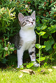 CAT 02 NR0001 01
Gray And White Cat Peeking Out Of Shrubs