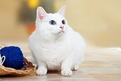 CAT 02 PE0001 01
Oriental Shorthair Cat Sitting On Tile By Blue Yarn