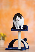 CAT 02 PE0002 01
Domestic Cat Standing On Cat Tree Arching Back And Hissing