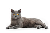 CAT 02 PE0003 01
Blue British Shorthair Cat Laying On White Seamless