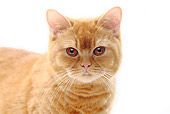CAT 02 PE0005 01
Close-Up Of British Shorthair Cat Standing On White Seamless