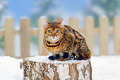 CAT 02 PE0007 01
Tabby Cat Sitting On Stump In Snow