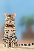 CAT 02 PE0008 01
Bengal Cat Sitting On Mat