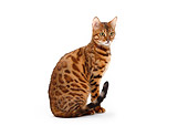CAT 02 PE0010 01
Bengal Cat Sitting On White Seamless