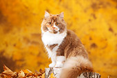 CAT 02 PE0012 01
British Longhair Cat Sitting On Stump By Autumn Leaves