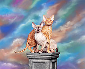 CAT 02 RK0006 02
Red McTabby & Tortie Point Cornish Rex Crossing Each Other Facing Camera