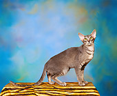 CAT 02 RK0032 02
Oriental Shorthair Blue Ticked Tabby Standing On Black And Orange Cloth Blue Green Background
