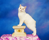 CAT 02 RK0040 01
Manx White Standing On Hind Feet On Block Studio