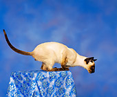 CAT 02 RK0058 01
Siamese Seal Point Profile Shot Studio