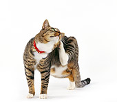 CAT 02 RK0062 01
Shorthair Cat Brown & Gray Tabby Scratching Itself On White Seamless Studio