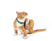 CAT 02 RK0074 02
Shorthair Orange & White Tabby Ca Scratching Itself White Seamless Studio