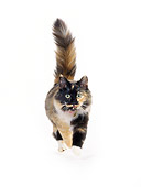 CAT 02 RK0089 03
Shorthair Calico Cat Walking White Seamless Studio