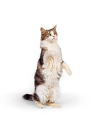 CAT 02 RK0091 04
Gray Tabby Cat Standing On Hind Legs Reaching Up White Seamless Studio