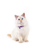 CAT 02 RK0097 04
Shorthair Cream Cat Sitting White Seamless Studio