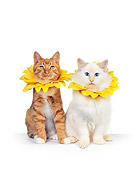CAT 02 RK0099 11
Orange & Cream Cats Sitting With Yellow Flower Collar White Seamless Studio