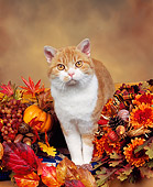 CAT 02 RK0116 01
American Wirehair Red And White Mackerel Tabby Standing In Fall Arrangement