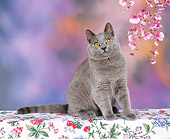 CAT 02 RK0119 01
British Shorthair Blue Sitting By Flowers Studio