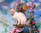 CAT 02 RK0135 05
Tonkinese Platinum Mink Sitting On Chair By Flowers Studio