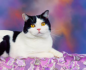 CAT 02 RK0139 02
Black And White American Shorthair Cat Laying On Side On Purple Cloth Facing Camera