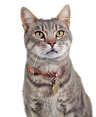 CAT 02 RK0143 04
Head Shot Of Gray Cat Sitting On White Seamless