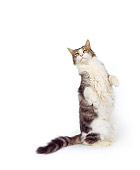 CAT 02 RK0151 02
Tabby And White Cat Sitting On Hind Legs Seamless Studio