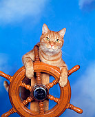 CAT 02 RK0190 05
Head Shot Of Red Tabby Cat On Boat Helm Studio