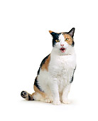 CAT 02 RK0208 01
Calico Cat Sitting On White Seamless Studio