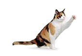 CAT 02 RK0216 02
Calico Cat Reaching Out On White Seamless Studio