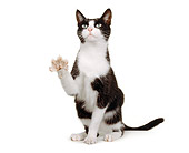 CAT 02 RK0239 01
Black And White Cat Sitting Paw Stretched Out White Seamless Studio
