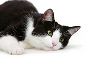 CAT 02 RK0241 05
Head Shot Of Black And White Cat Laying On White Seamless Studio