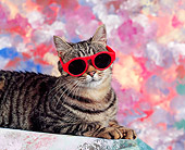 CAT 02 RK0267 07
Brown Tabby 