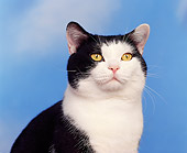 CAT 02 RK0290 03
Head Shot Of American Shorthair Black And White Studio