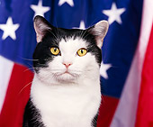 CAT 02 RK0291 01
Head Shot Of American Shorthair Black And White Patriotic Studio