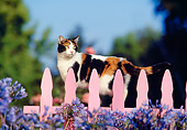 CAT 02 RK0299 09
Calico Cat Walking Along Pink Fence